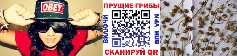 Псилоцибиновые грибы GOLDEN TEACHER  Карачев 